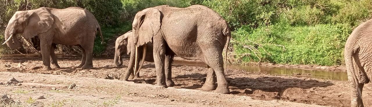 kenya-safari